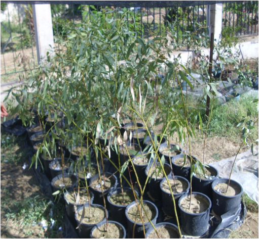 General view of experimental design adopted for Eucalyptus camaldulensis pot cultures
