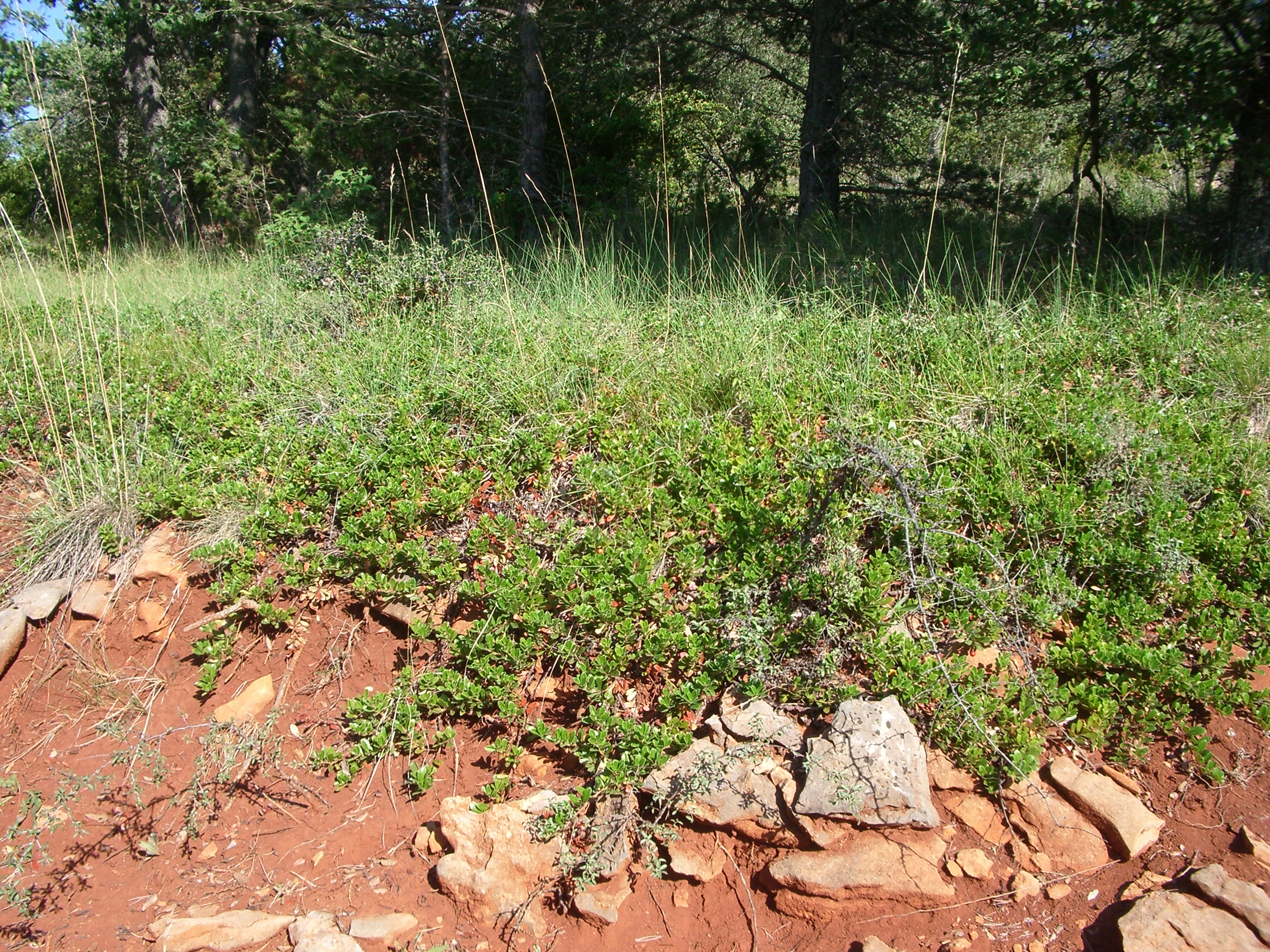 Arctostaphylos uva-ursi groundcover to protect the soil from erosion. Source: GPAM-CTFC