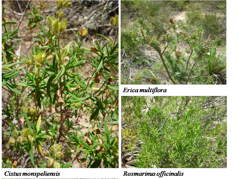 Rosmarinus officinalis, Erica Multiflora and Cistus monspeliensis
