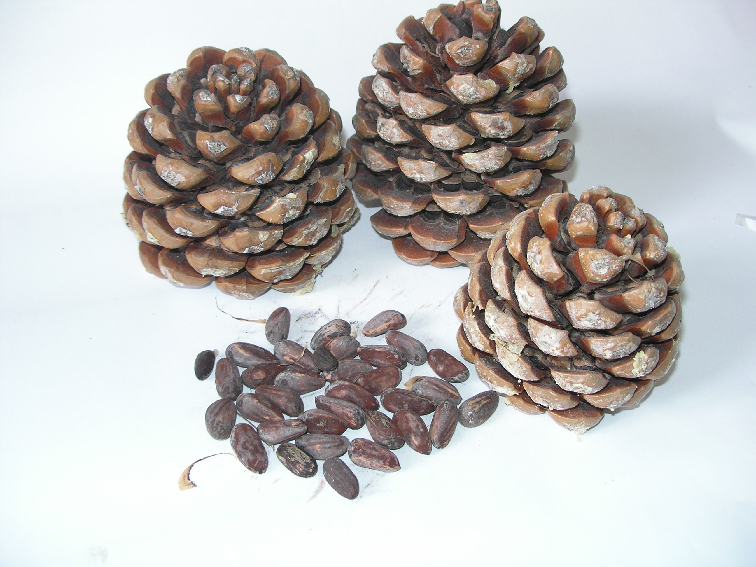 Mediterranean pine cones and nuts