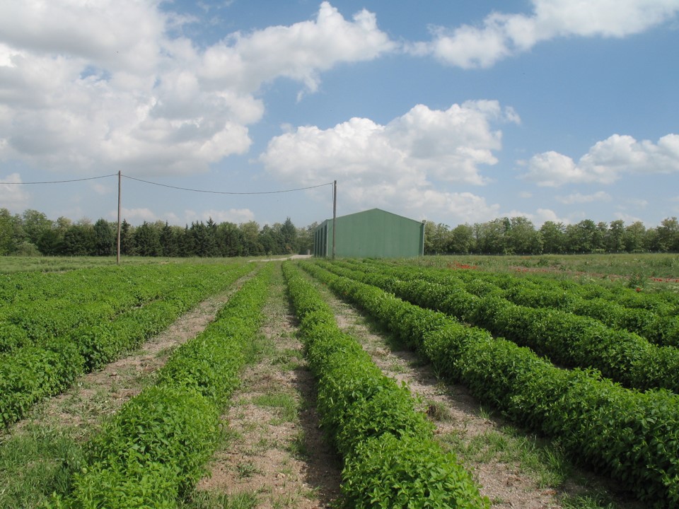 Melissa officinalis cultivation in the restored fields