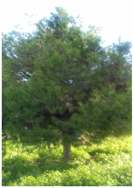 Aleppo pine tree Aleppo pine tree