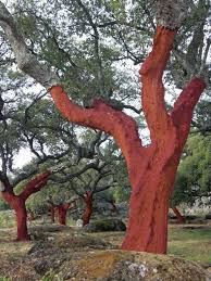 Debarked cork oak stand. (c) CICYTEX
