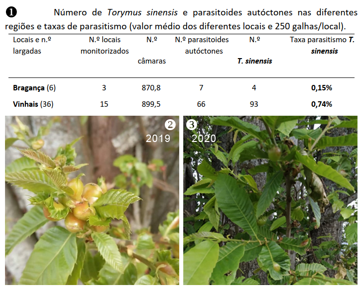 Presence of T. sinensis in gall samples 