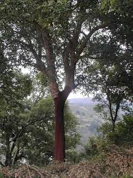 Cork oak stand in Extremadura. (C) CICYTEX