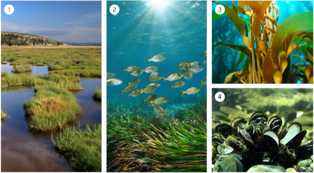 restoring-habitat-forming-species-in-coastal-and-marine-areas-as-a