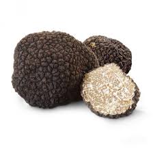Fruitbodies of Tuber aestivum (Summer truffle)