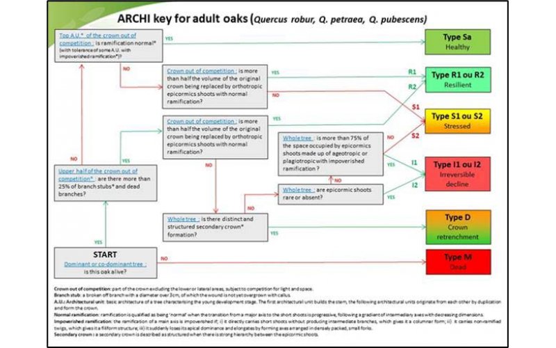 Figure 1. Presentation of the ARCHI key for adult oaks (Quercus robur, Q. petraea, Q. pubescens). ©CNPF