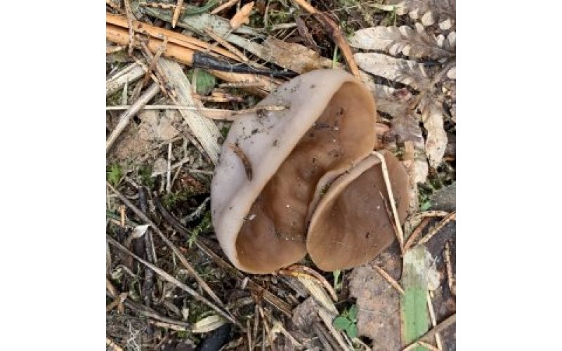 Close up of two fungi on bare ground