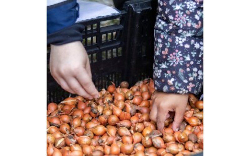 The hands of two children picking up plant bulbs 