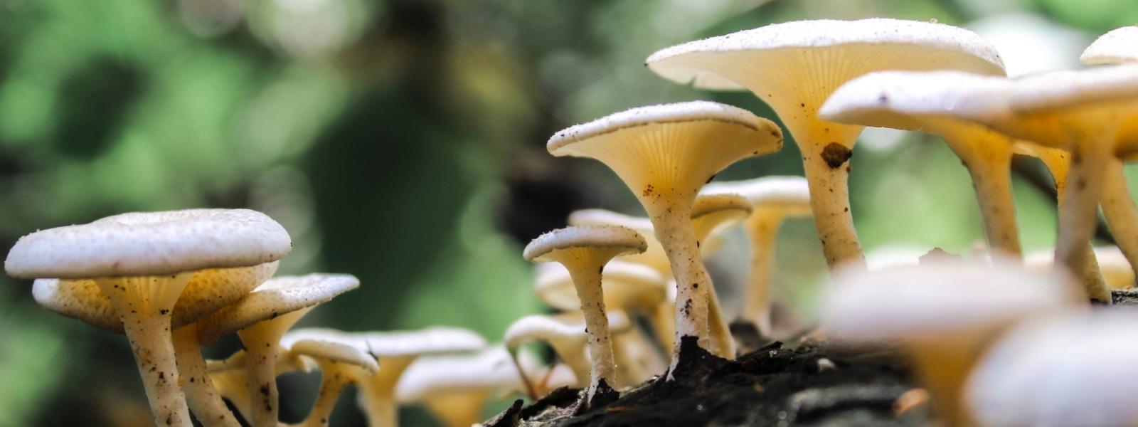 Mushrooms in woodland