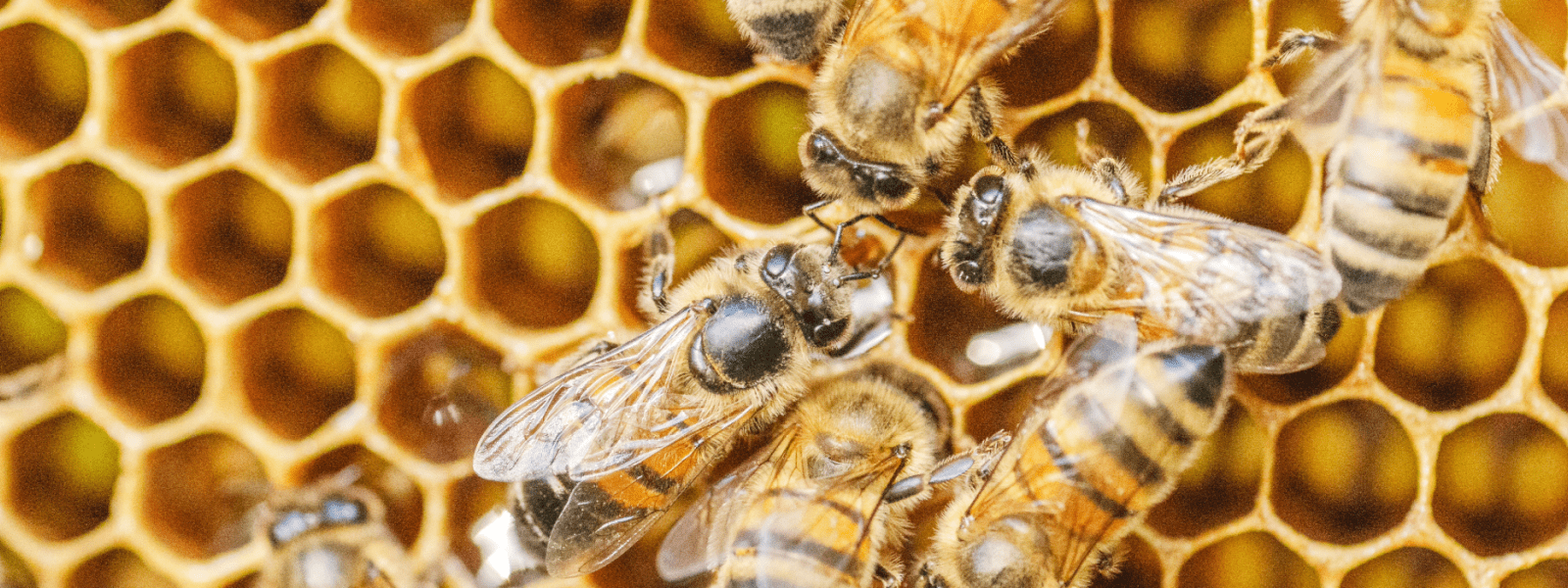 A hive of bees