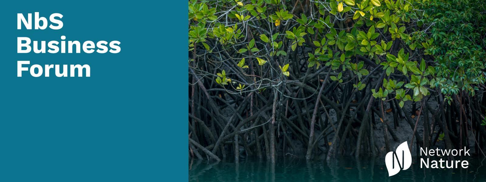 NbS Business Forum - banner with mangroves and navy blue side blocker 