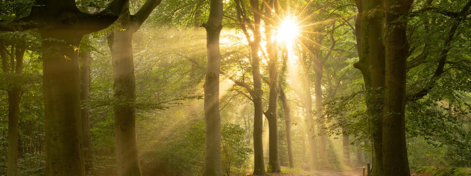 Sunlight shining through mature deciduous woodland.