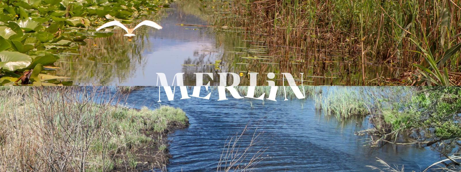 merlin branded header half lake half pond