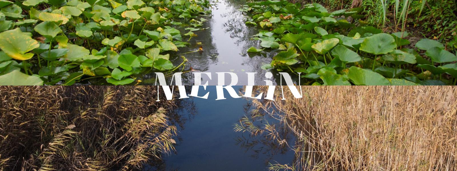 MERLIN marketplace cover