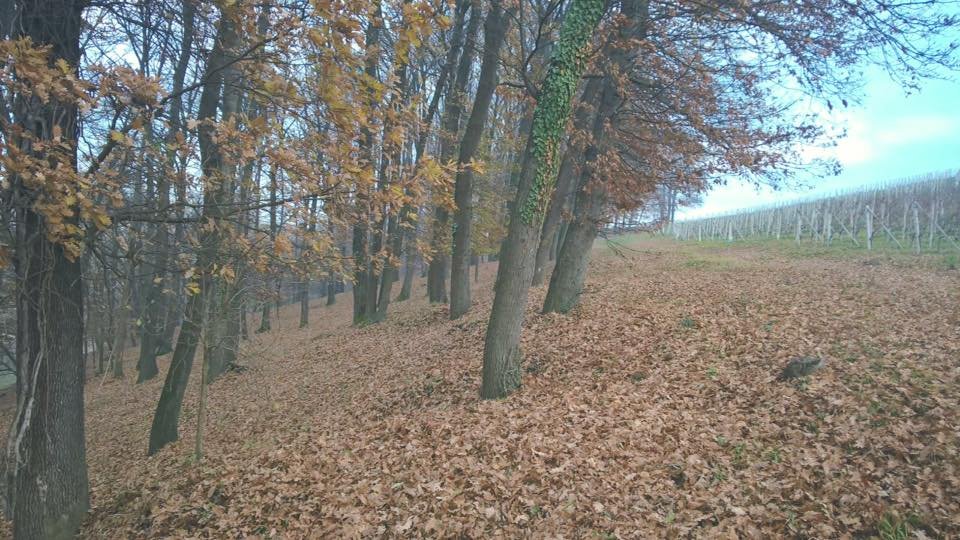 Italian deciduous forest