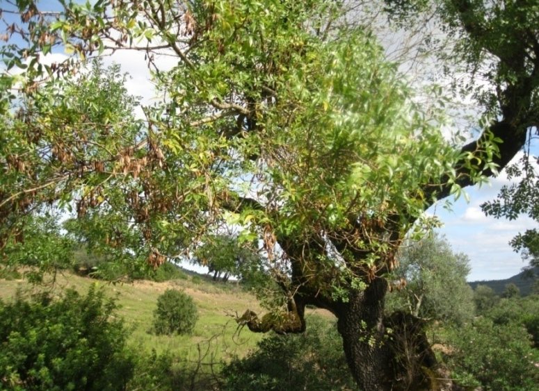 Tree of Fraxinus angustifolia Vahl. subsp. angustifolia from Nefza 
