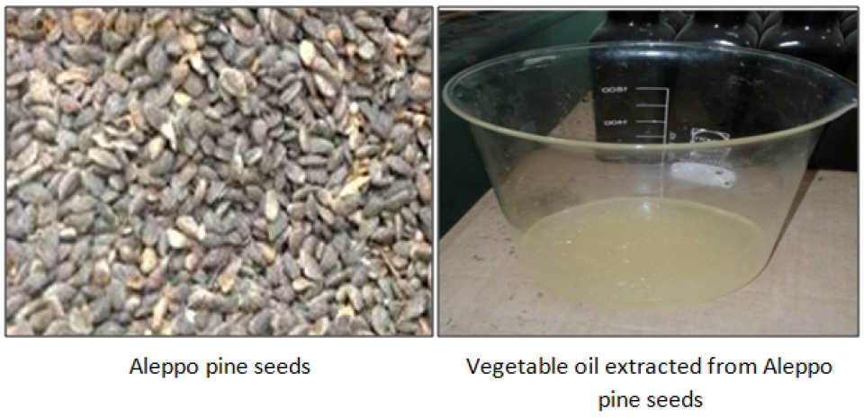 Aleppo pine seeds & Vegetable oil extracted from Aleppo pine seeds Aleppo pine seeds & Vegetable oil extracted from Aleppo pine seeds