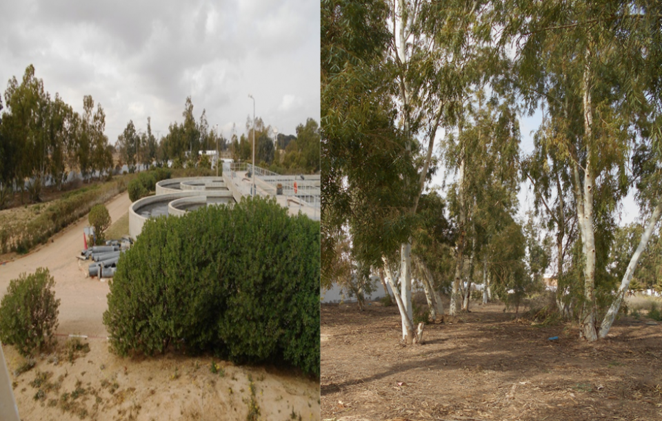 General view of the plot irrigated by treated wastewater since 2005 in the treatment plant El-Hamma and cultivated by Eucalyptus camaldulensis aged around ten years