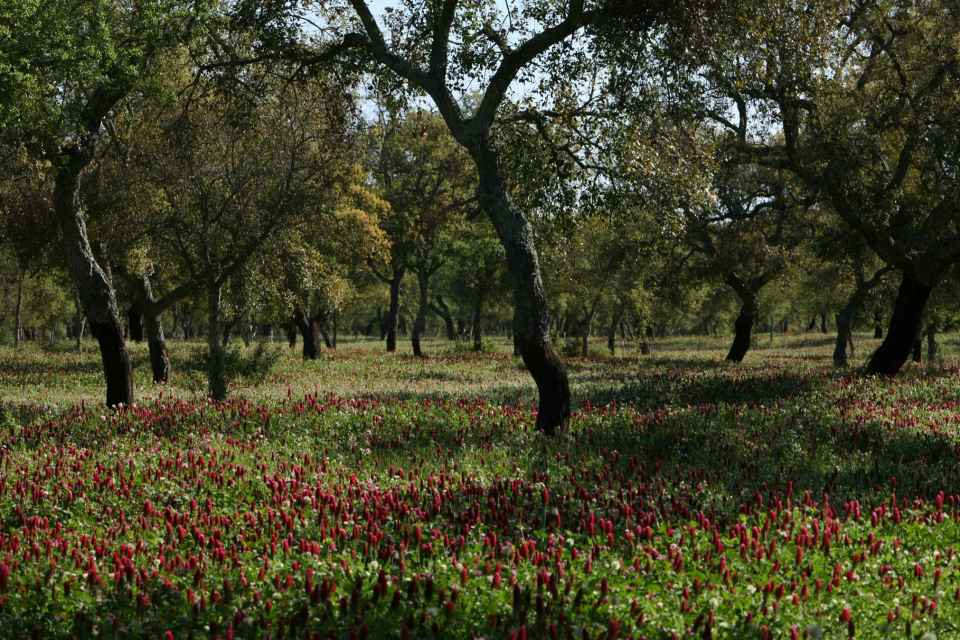 Cork oak montado