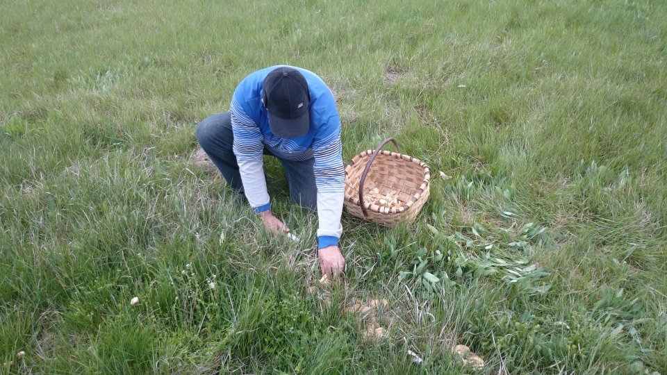 Wild mushroom picker.