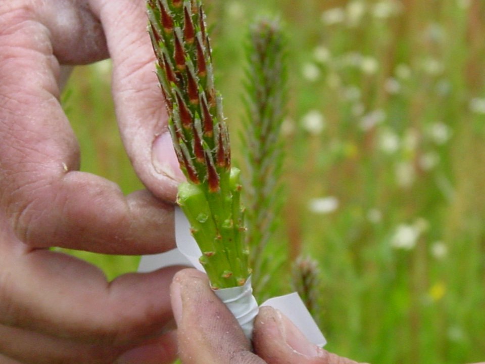 Stone pine grafting