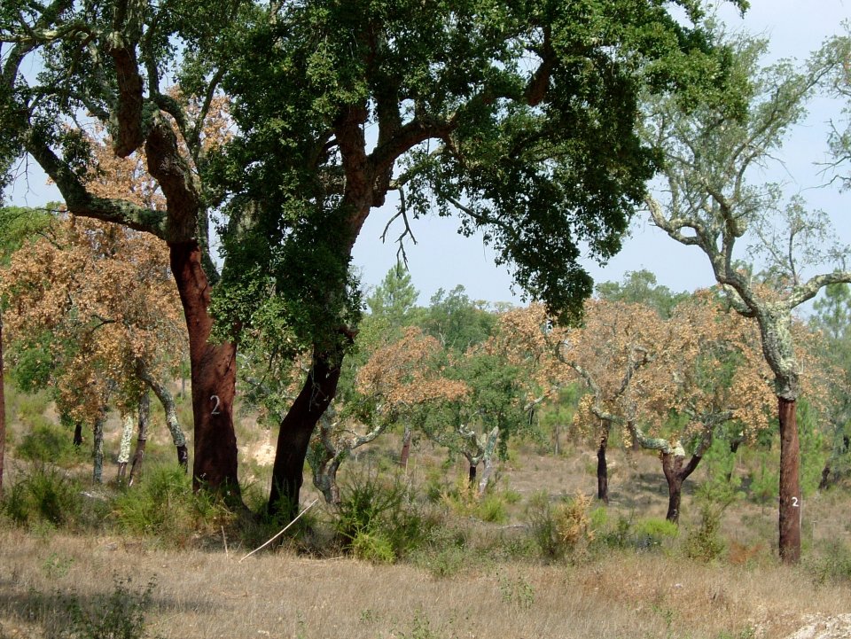 Cork oak sudden death phenomena