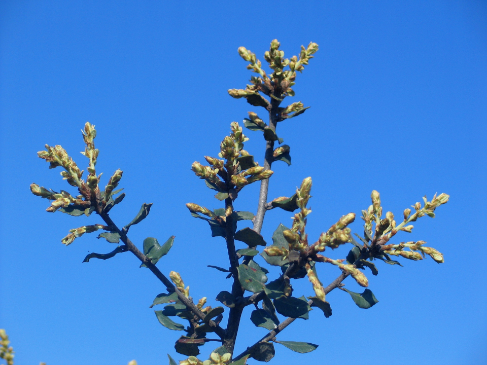 Budburst  common lilac