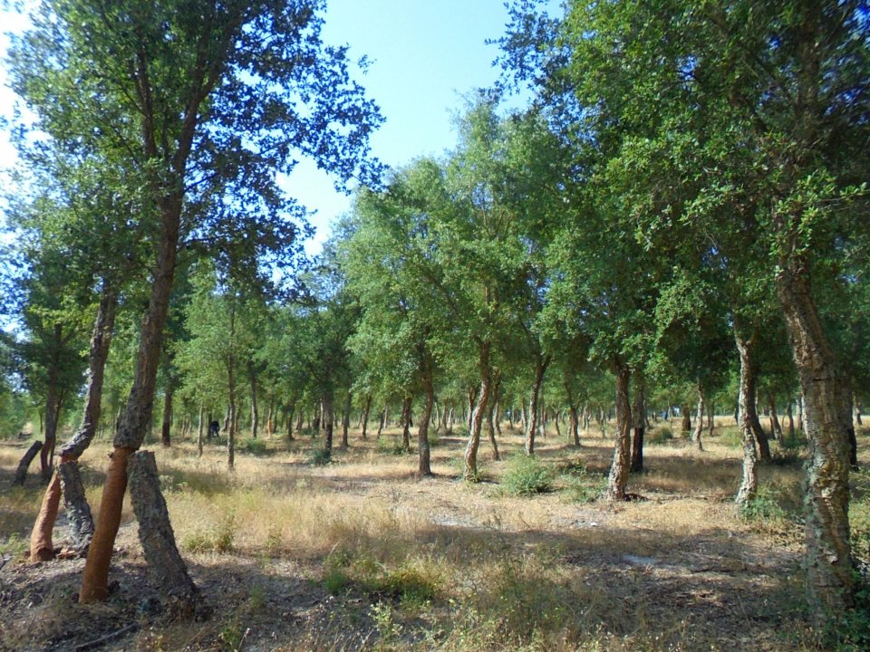 18 years old cork oak stand in Coruche, Portugal. 