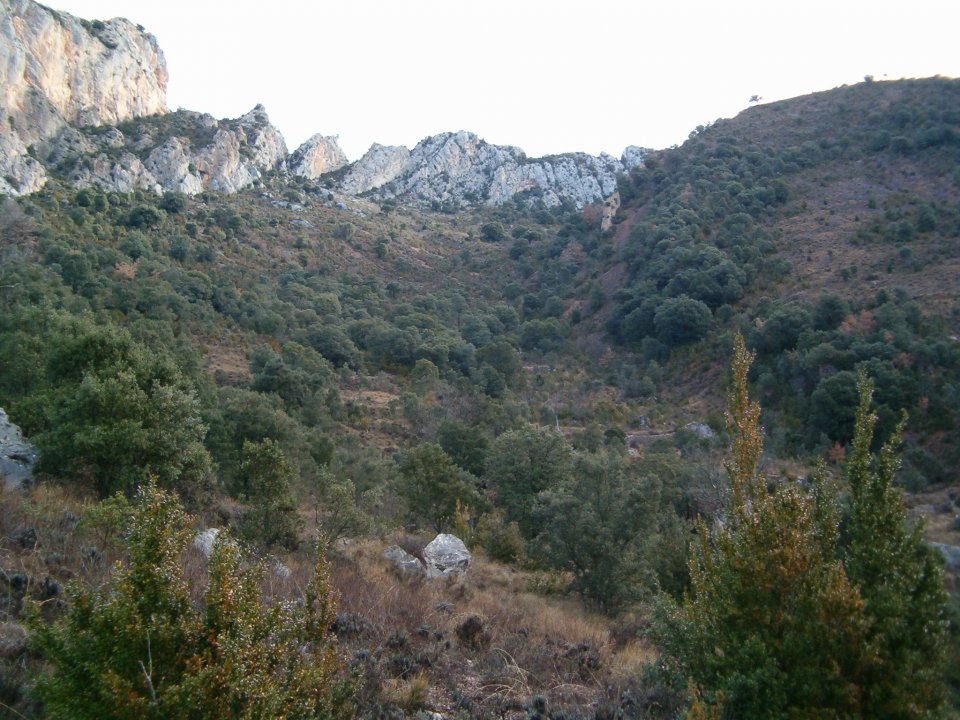 Typical truffle producing landscape