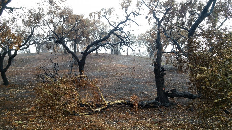 Montado landscape after fire (Grândola, 2017).