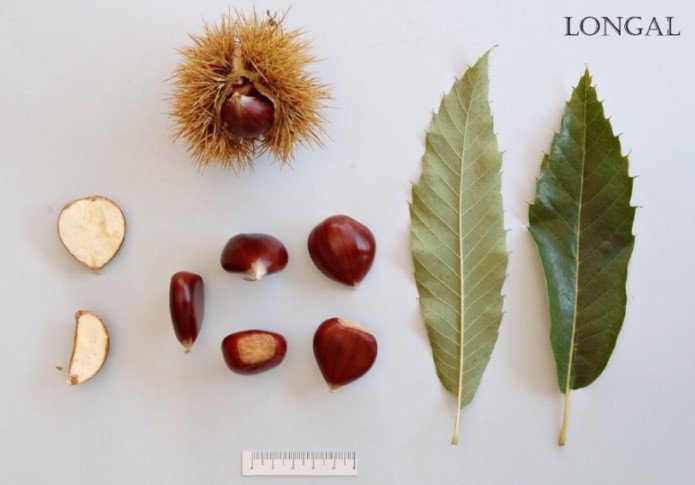 Leaves, burr and chestnuts of the Longal variety