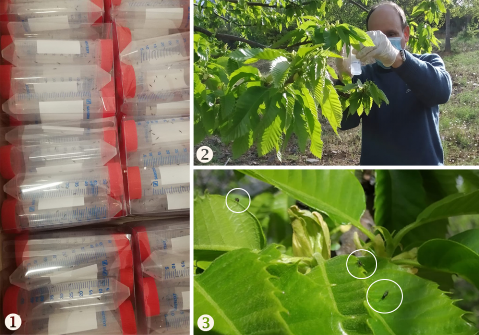 Most recent biological control action, carried out by the Agro-Forestry Association ARBOREA in partnership with several regional entities (IPB / CNCFS, PRORURIS, CM Vinhais and Parish Councils) (1) Parasitoid packaging (2) Parasitoid release in affected chestnut (3) Torymus sinensis after release (ARBOREA)