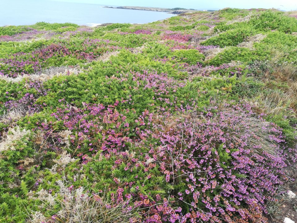 High density wild heather population (Calluna vulgaris) in Galicia (Spain). Source: GPAM-CTFC. 