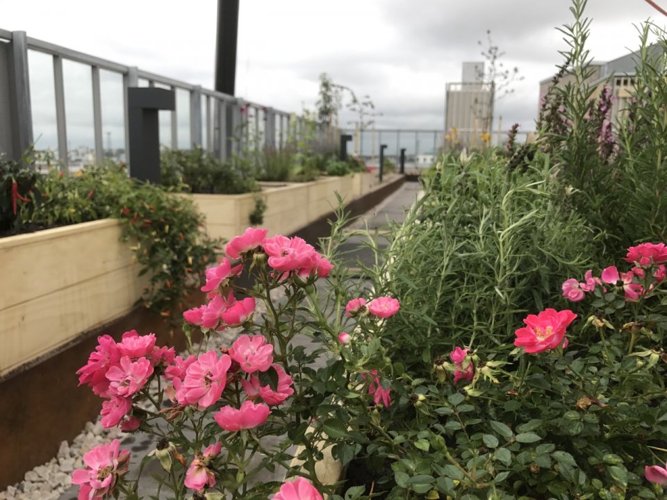 The kitchen garden. Photo: Taina Suonio