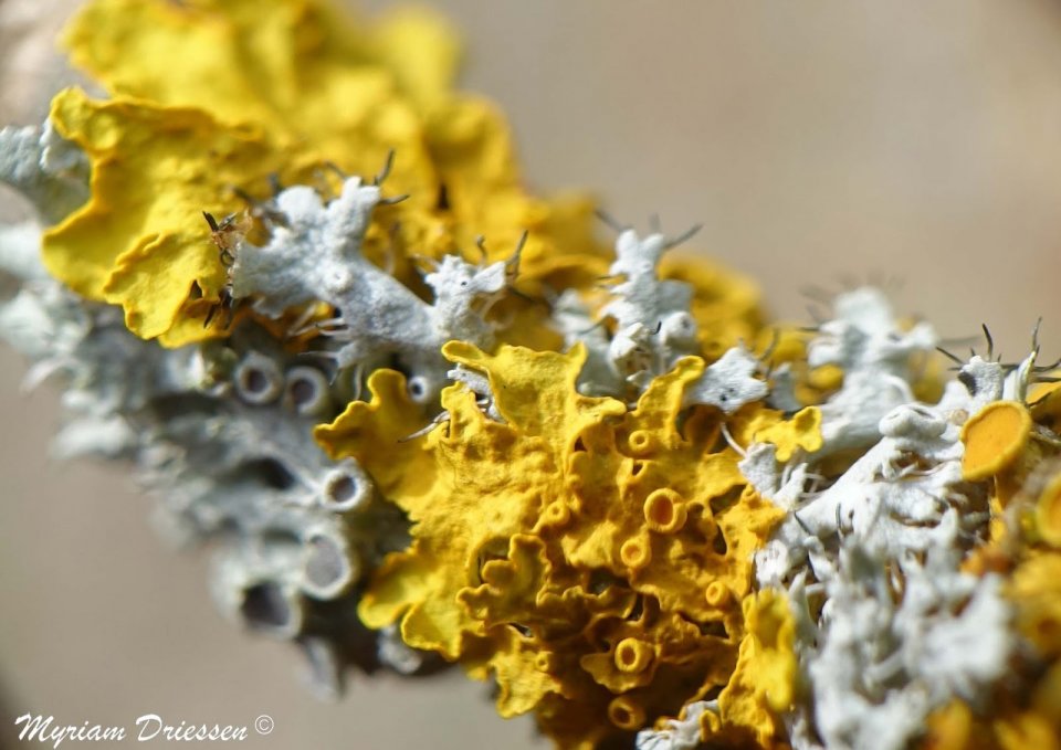 Lichenology, AAIR-Lichens ®