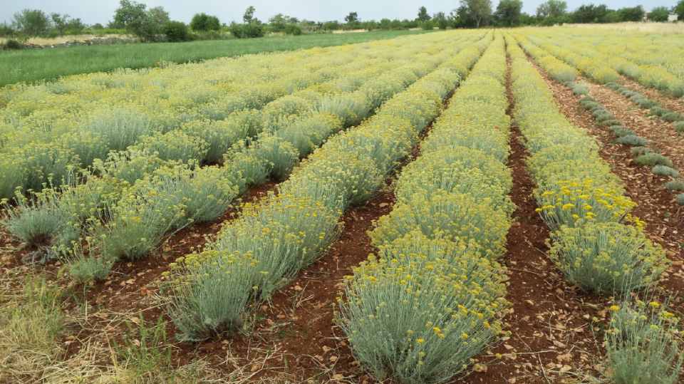 Immortelle plantation