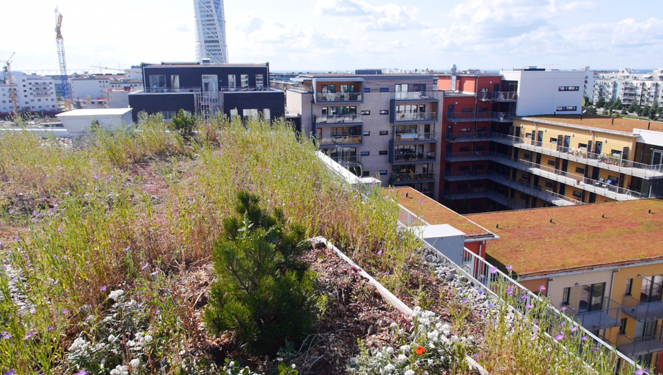 Green roof terrace view