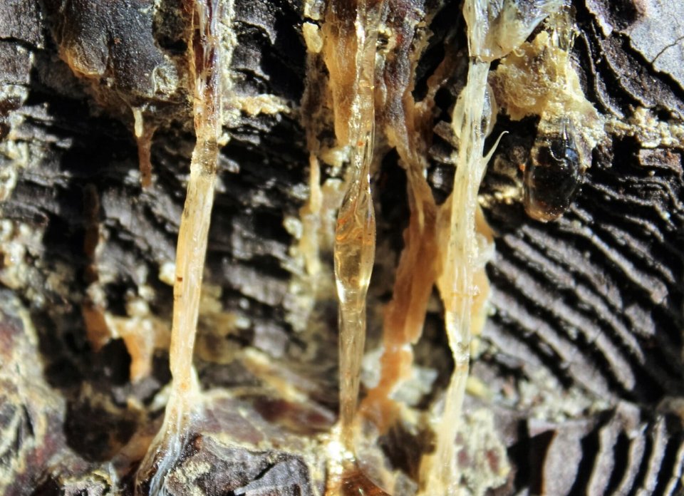 Natural Resin Natural Resin