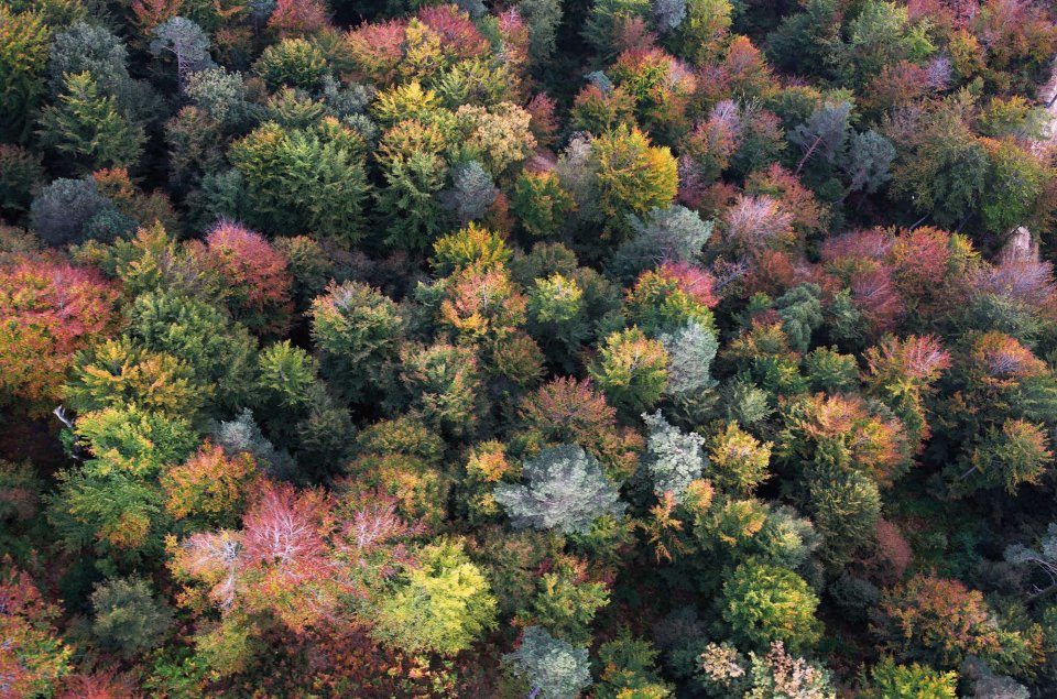 Forest stand