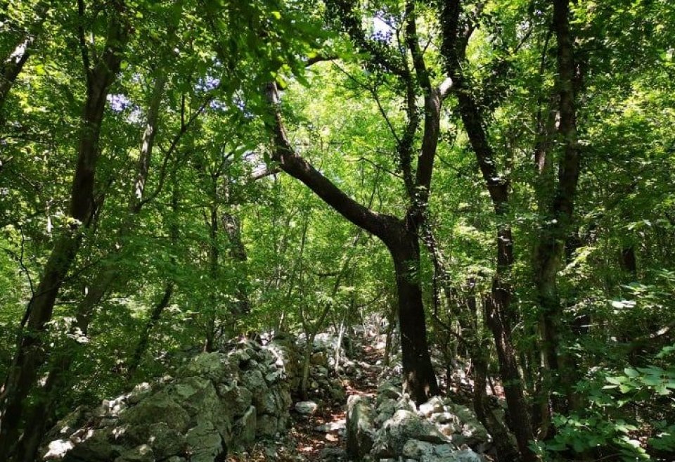 Natural habitat of summer truffle