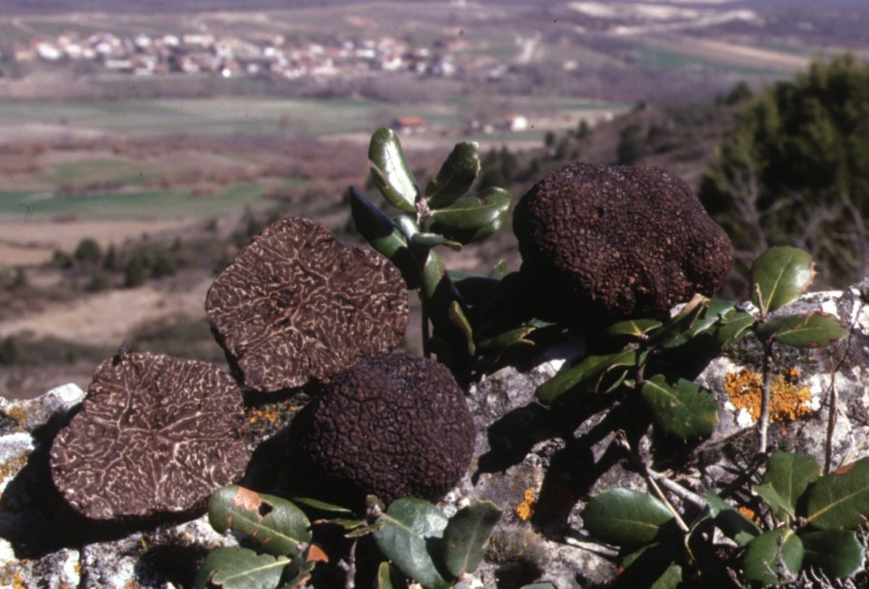 Tuber melanosporum production area Tuber melanosporum production area