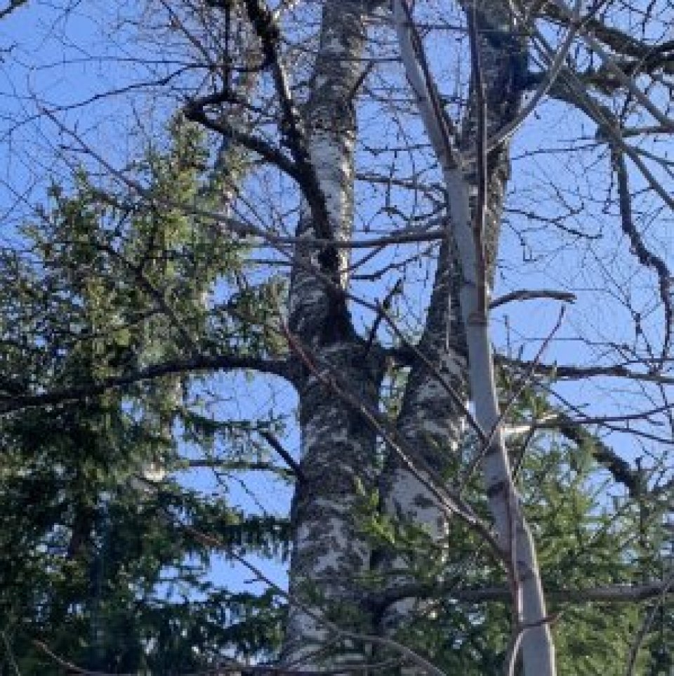 Birch tree trunks and blue sky