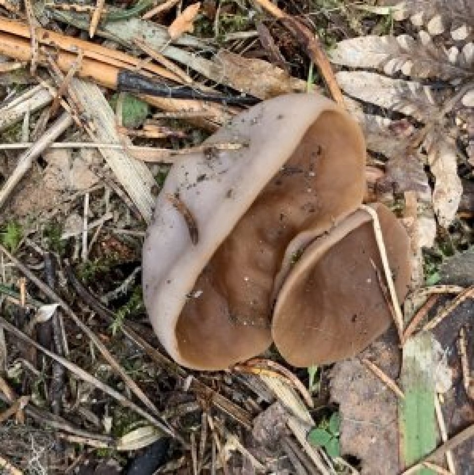 Close up of two fungi on bare ground