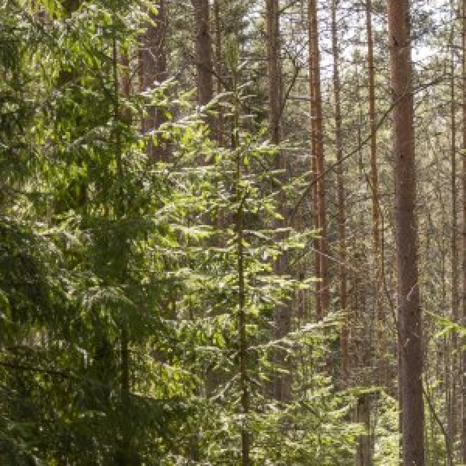 Coniferous woodland with trees and bare trunks