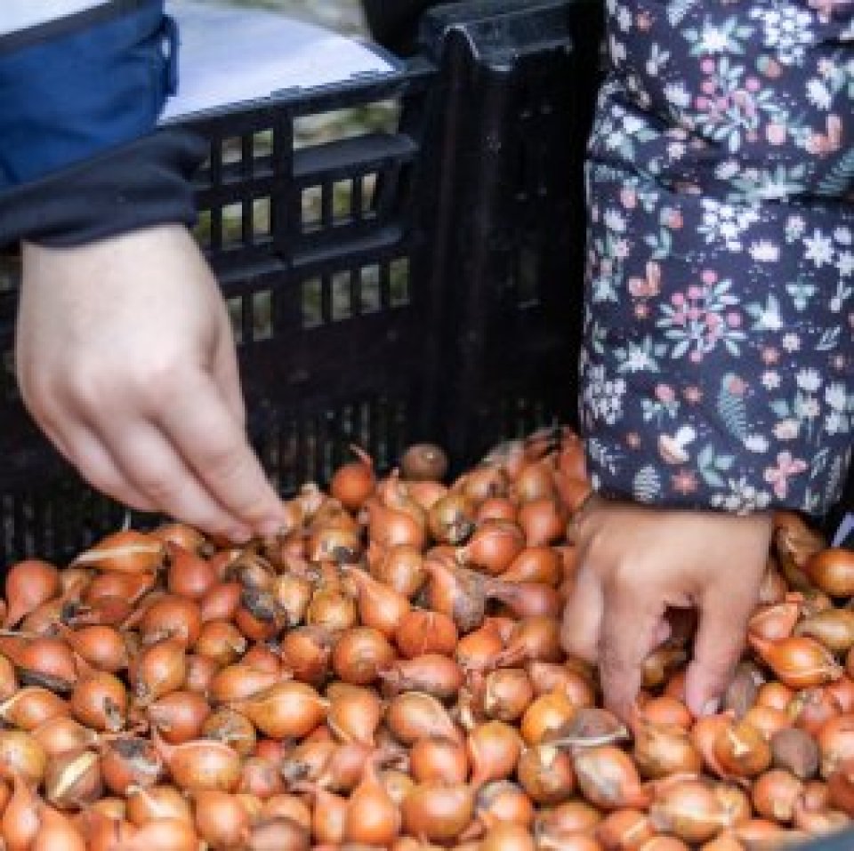 The hands of two children picking up plant bulbs 