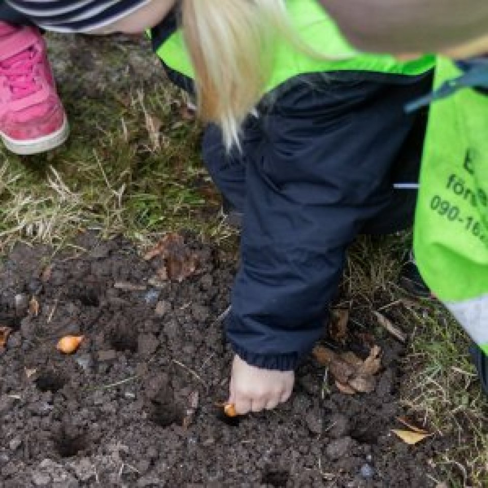 Hands of small children planting into soil