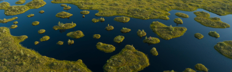 Wetlands Banner