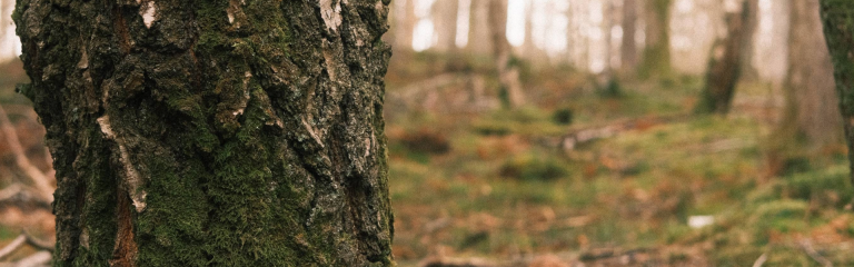 Banner image